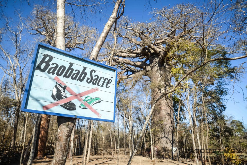 ป้าย Baobab Sacré และต้นเบาบับในป่า