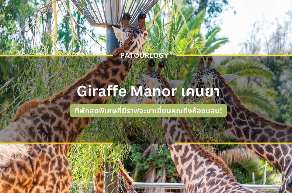 ที่พักสุดพิเศษที่ยีราฟจะมาเยี่ยมคุณถึงห้องนอน! Giraffe Manor เคนยา