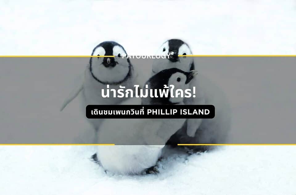 น่ารักไม่แพ้ใคร! เดินชมเพนกวินที่ Phillip Island