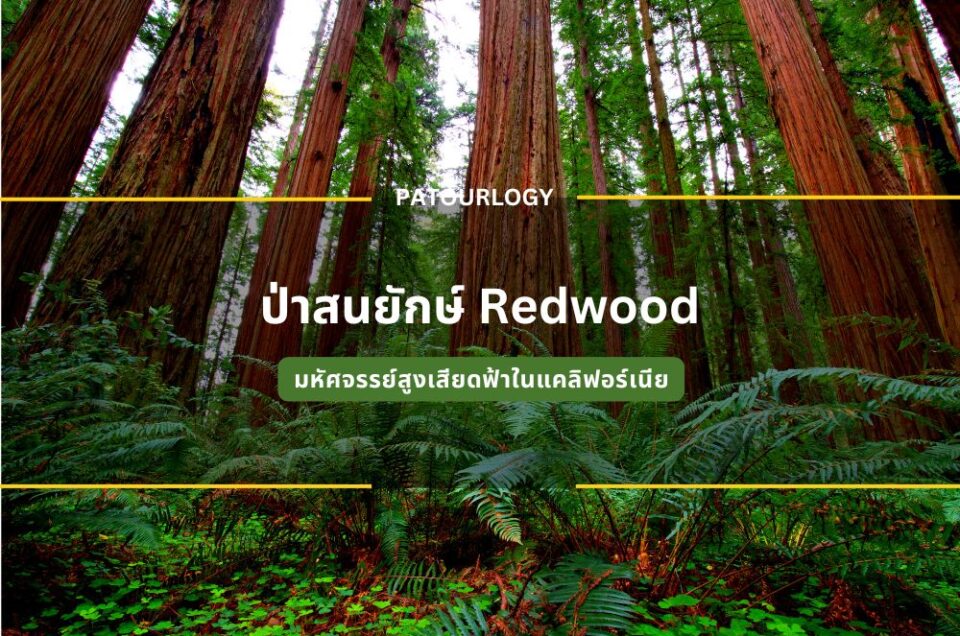 ป่าสนยักษ์ Redwood มหัศจรรย์สูงเสียดฟ้าในแคลิฟอร์เนีย