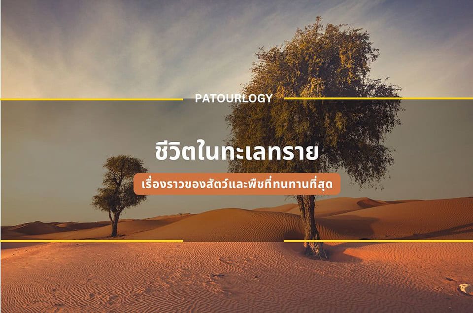 ชีวิตในทะเลทราย เรื่องราวของสัตว์และพืชที่ทนทานที่สุด