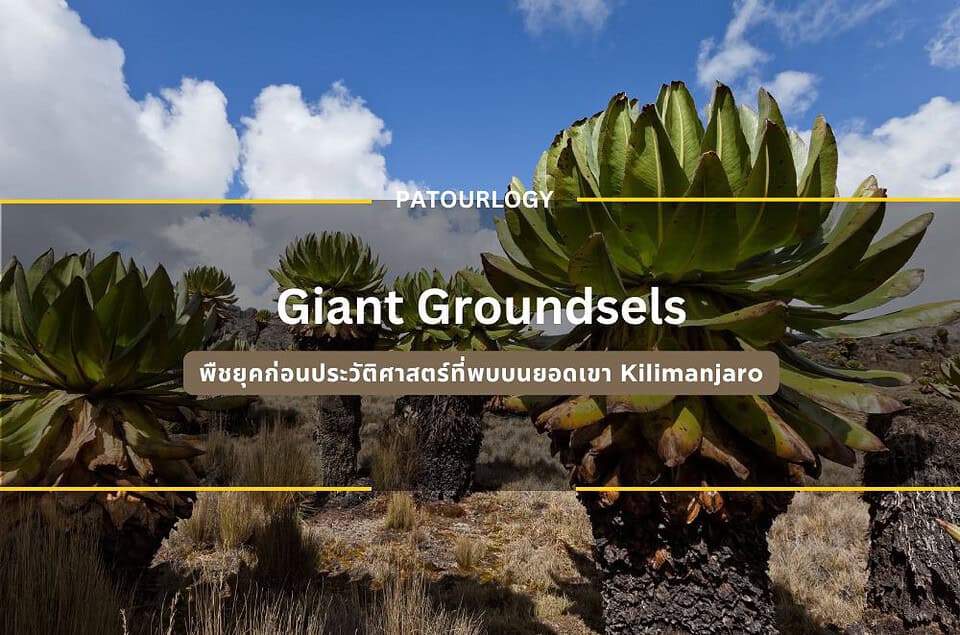 Giant Groundsels พืชยุคก่อนประวัติศาสตร์ที่พบบนยอดเขา Kilimanjaro