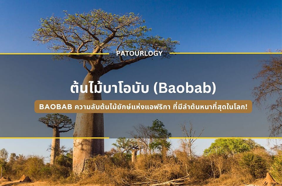 Baobab ความลับต้นไม้ยักษ์แห่งแอฟริกา ที่มีลำต้นหนาที่สุดในโลก!