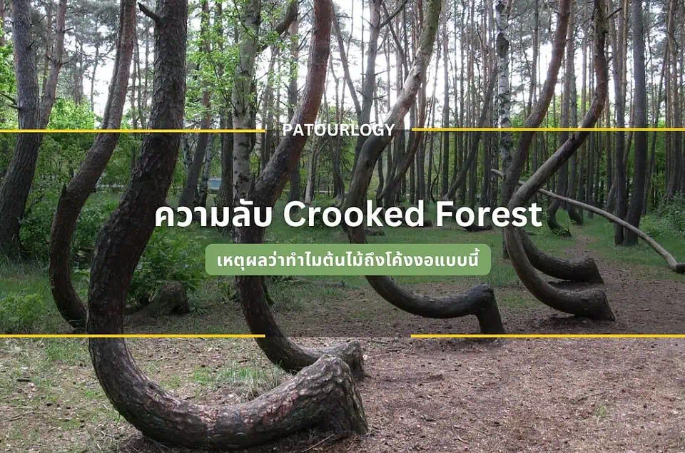 ความลับ Crooked Forest ทำไมต้นไม้ถึงโค้งงอแบบนี้