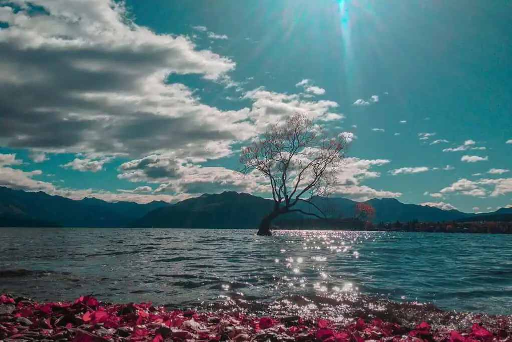 Wanaka Tree