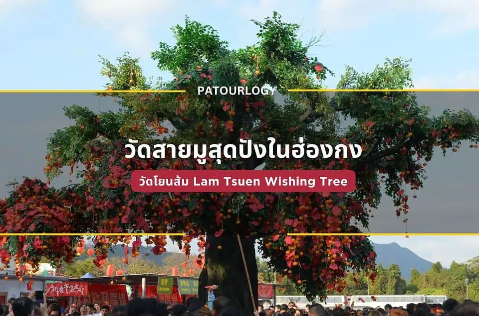 วัดโยนส้ม Lam Tsuen Wishing Tree วัดสายมูสุดปังในฮ่องกง