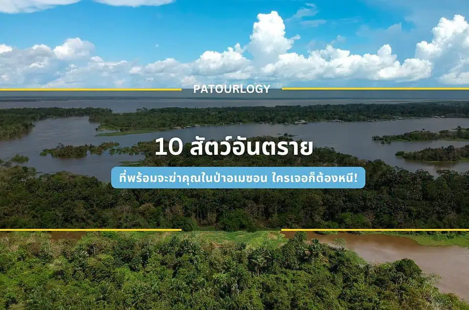 10 สัตว์อันตรายที่พร้อมจะฆ่าคุณ ใน ป่าอเมซอน