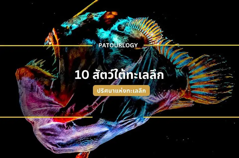 ปริศนาแห่งทะเลลึก 10 สัตว์ใต้ทะเลลึกสุดลึกลับ