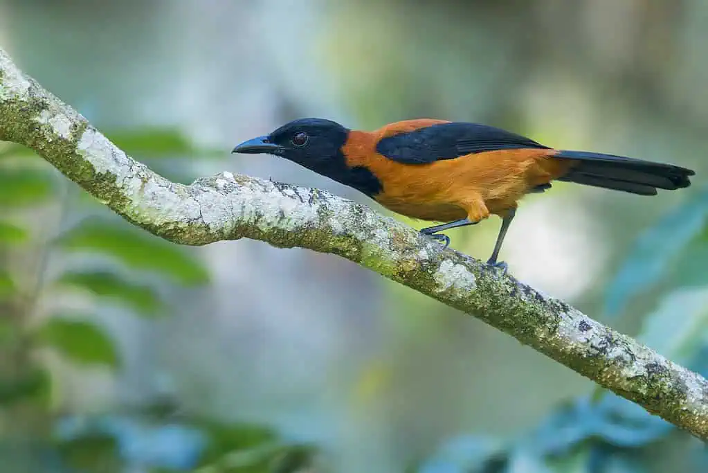 นก พีโทฮุยหัวดำ (Hooded Pitohui)