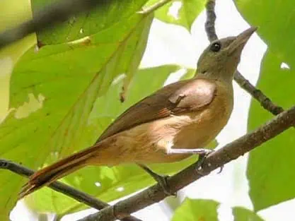 นก นอร์ธ เทิ่น แวริเอเบิ้ล พีโทฮุย (Northern Variable Pitohui)