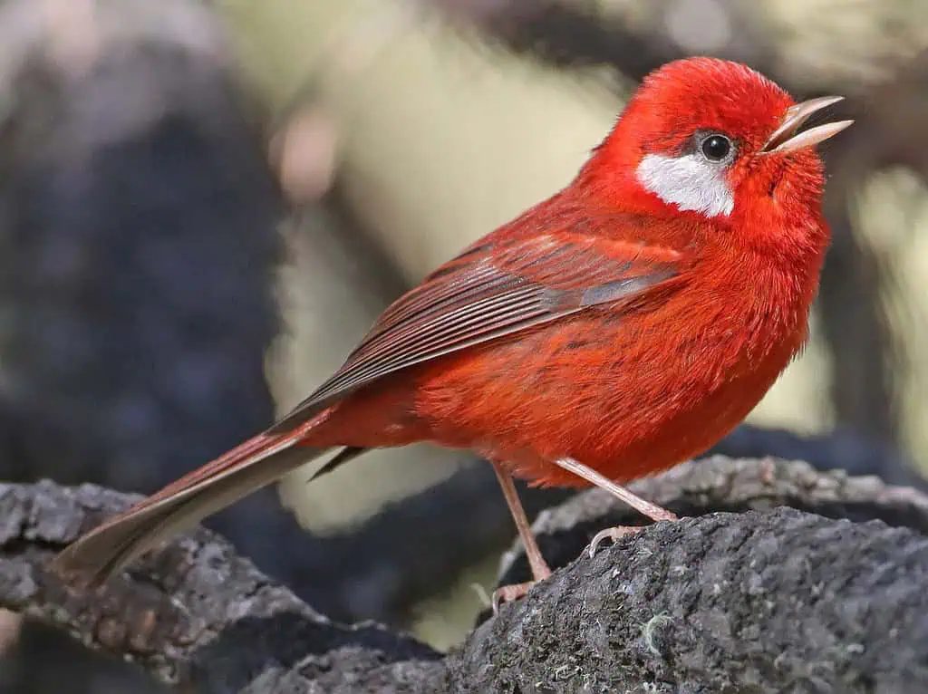 นก กระจิบแดง (Red Warbler)