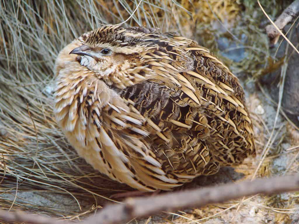 นก กระทายุโรป (European Quail)