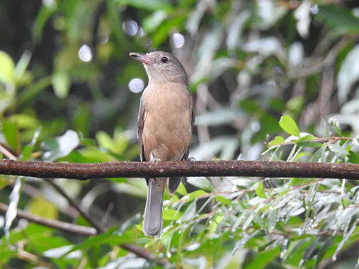 นก ลิตเติ้ล เชร็ก ธรัช (Little Shrikethrush)